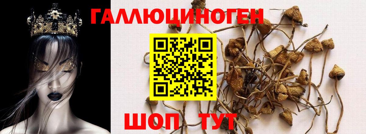 Галлюциногенные грибы Cubensis Новочеркасск